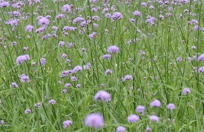 柳葉馬鞭草 從種植到盛放的紫色浪漫